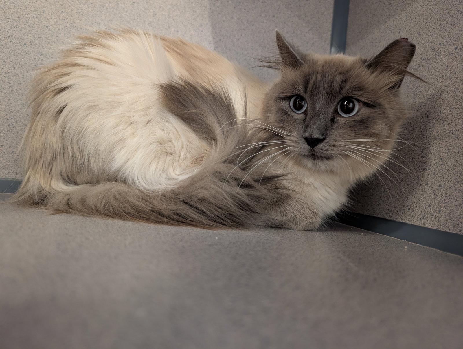 Enlarge Scruffy, a Adoptable mixed breed in Evergreen, CO image 2/3