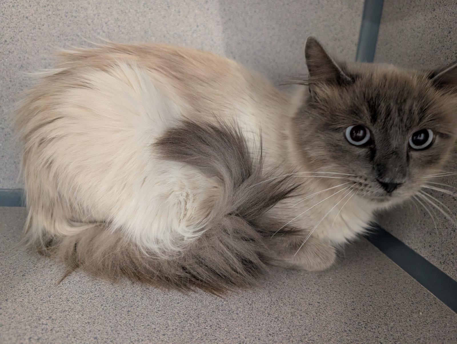 Enlarge Scruffy, a Adoptable mixed breed in Evergreen, CO image 3/3