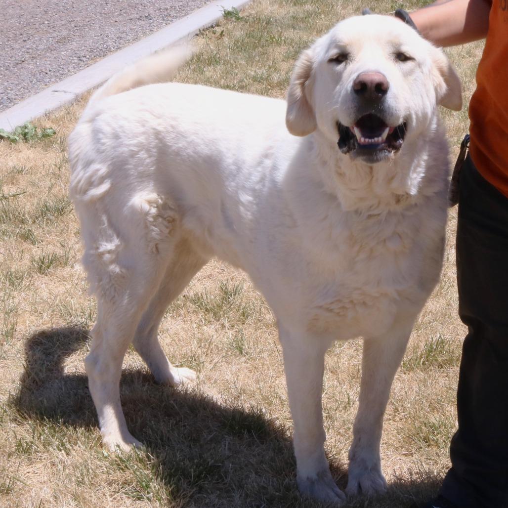Polar Bear, Adoptable, Adult Male Great Pyrenees.