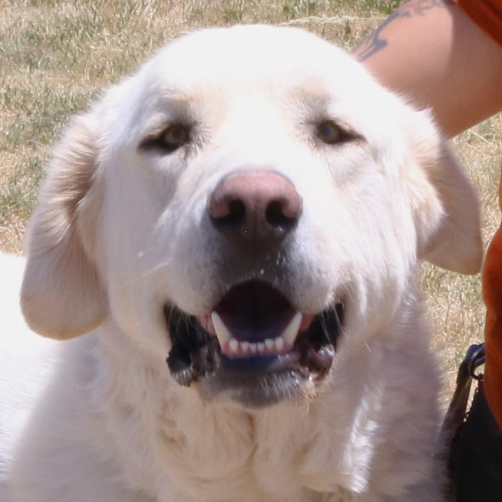 Enlarge Polar Bear, a Adoptable Great Pyrenees in Rifle, CO image 2/5