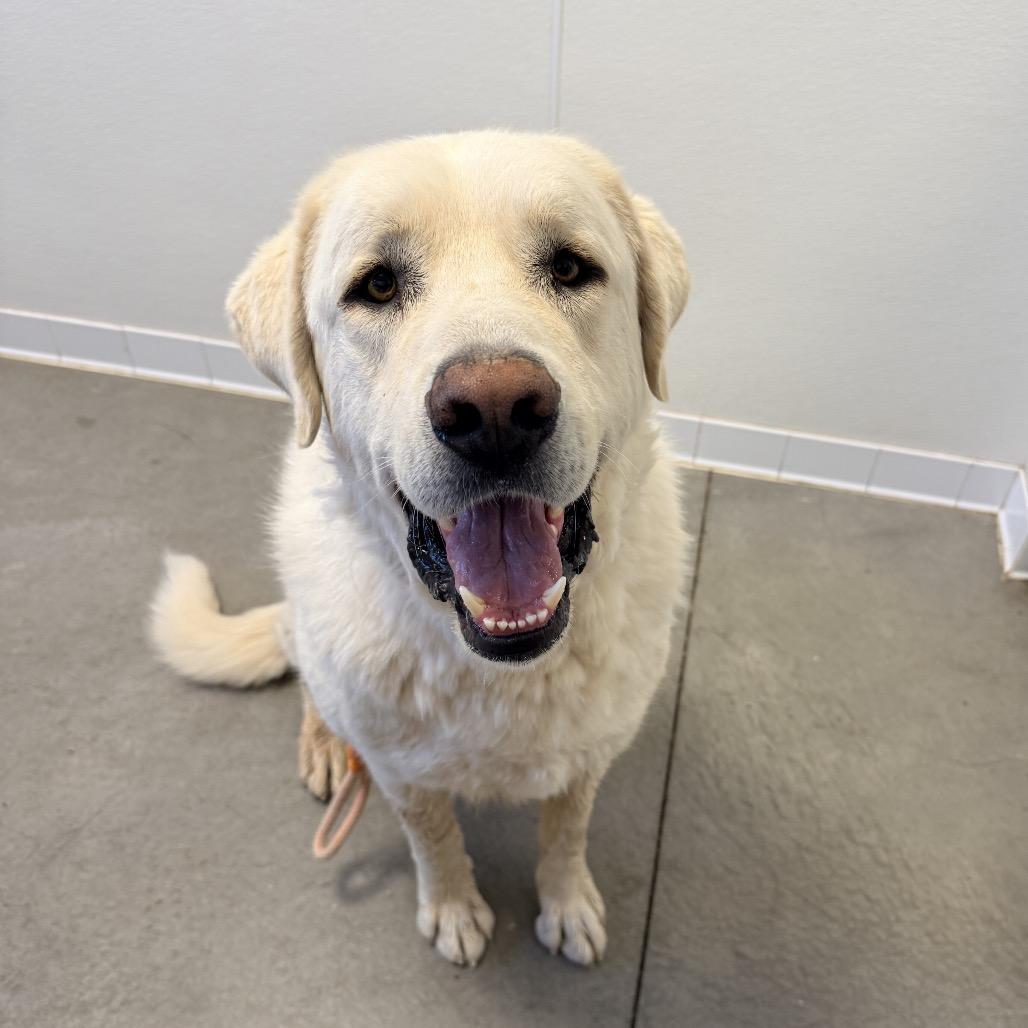 Enlarge Polar Bear, a Adoptable Great Pyrenees in Rifle, CO image 3/5