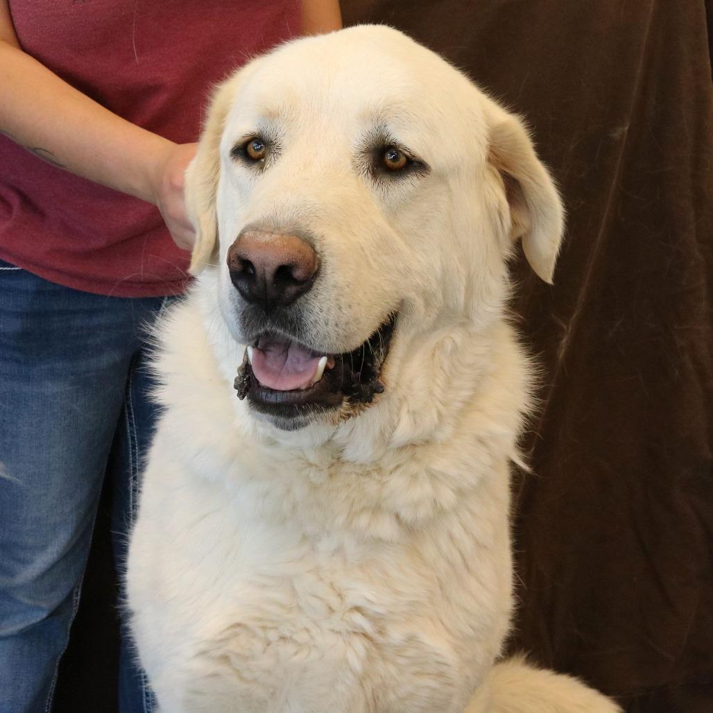 Enlarge Polar Bear, a Adoptable Great Pyrenees in Rifle, CO image 4/5