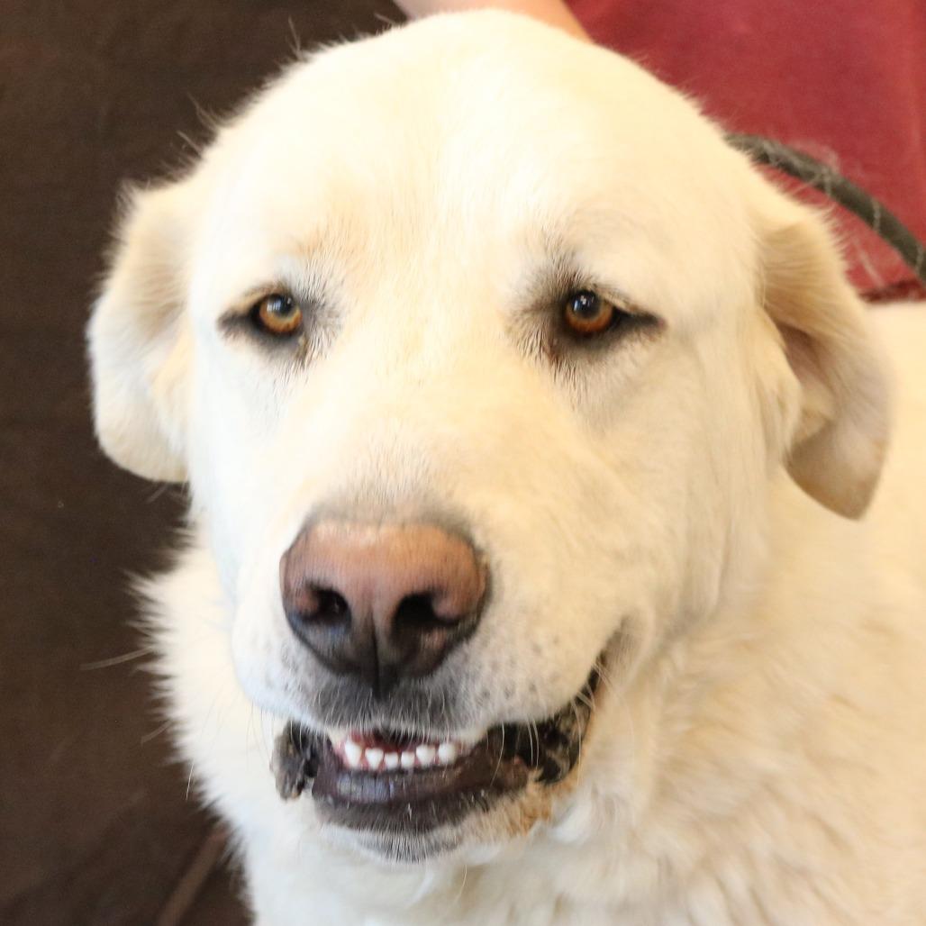 Enlarge Polar Bear, a Adoptable Great Pyrenees in Rifle, CO image 5/5