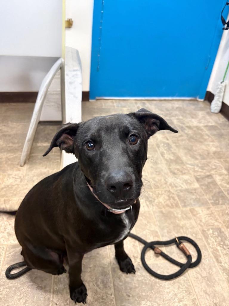 Enlarge Cake, a Adoptable mixed breed in Reno, NV image 1/3