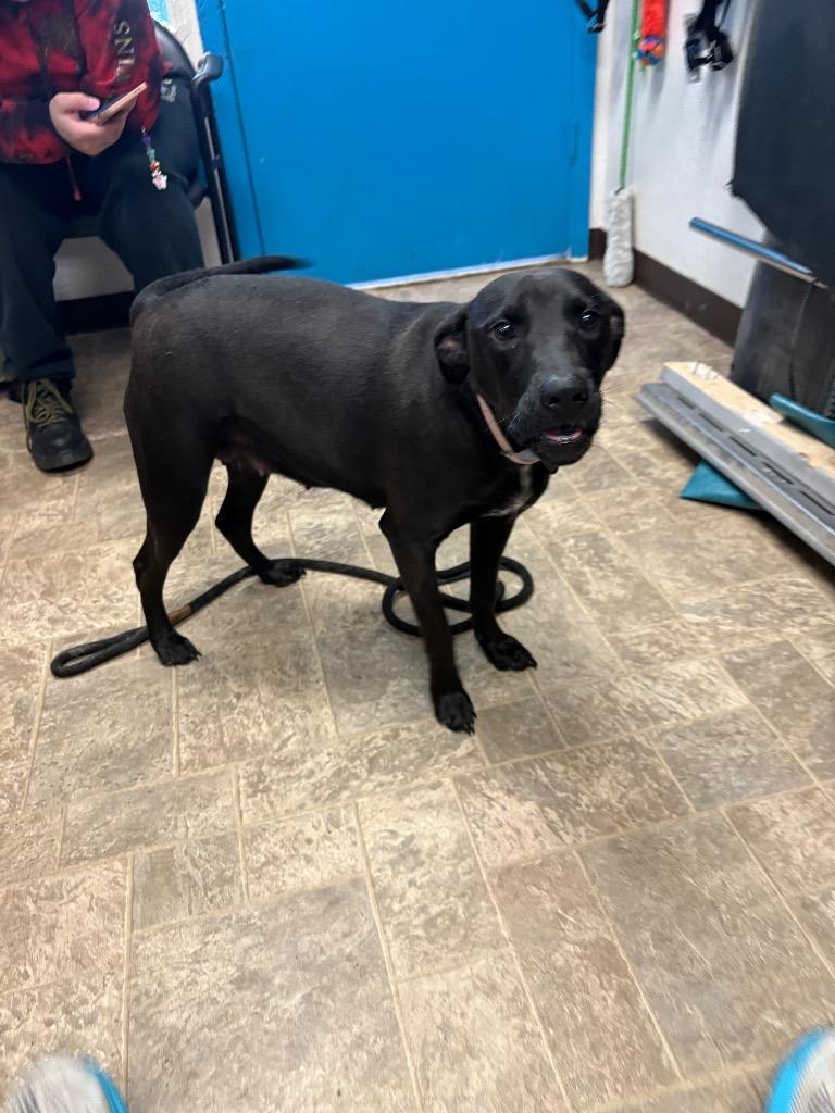 Enlarge Cake, a Adoptable mixed breed in Reno, NV image 2/3