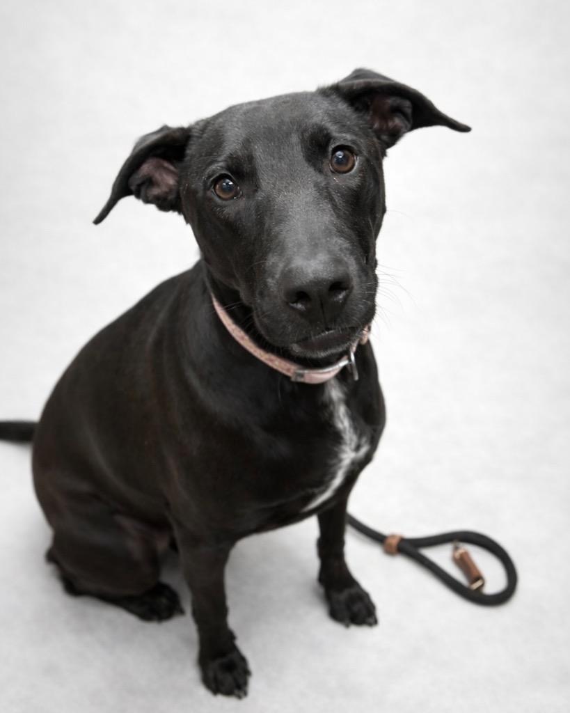 Enlarge Cake, a Adoptable mixed breed in Reno, NV image 3/3