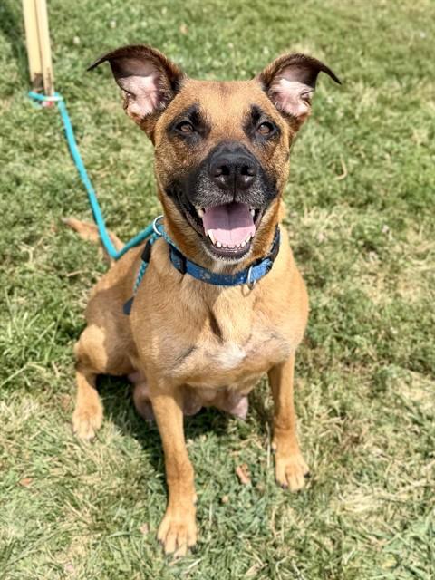 HARLEE, Adoptable, Adult Female Black Mouth Cur & Jack Russell Terrier.