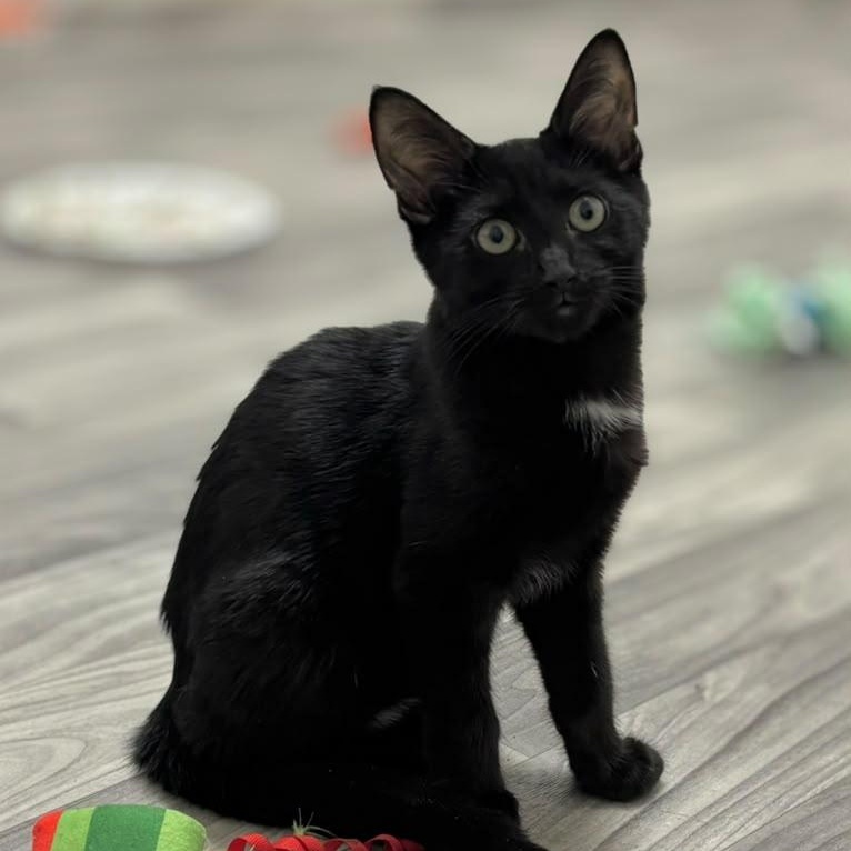 Enlarge Guppy, a Adopted Domestic Short Hair in Astoria, NY image 5/5