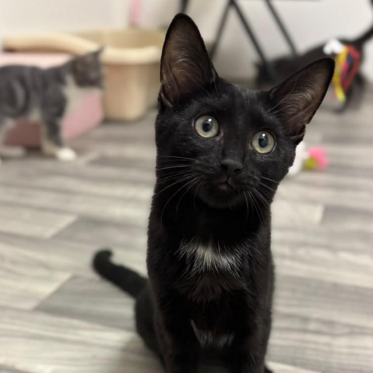 Guppy, Adopted, Kitten Male Domestic Short Hair.