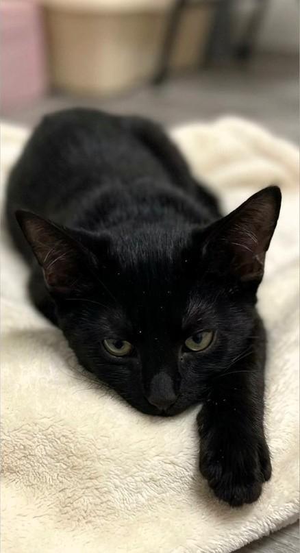 Enlarge Guppy, a Adopted Domestic Short Hair in Astoria, NY image 3/5