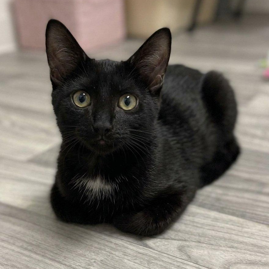 Enlarge Guppy, a Adopted Domestic Short Hair in Astoria, NY image 2/5