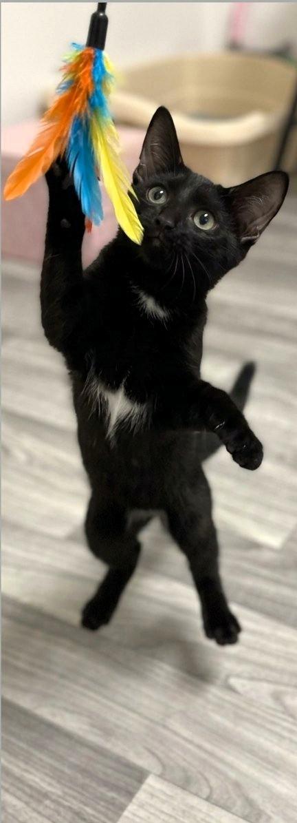 Enlarge Guppy, a Adopted Domestic Short Hair in Astoria, NY image 4/5