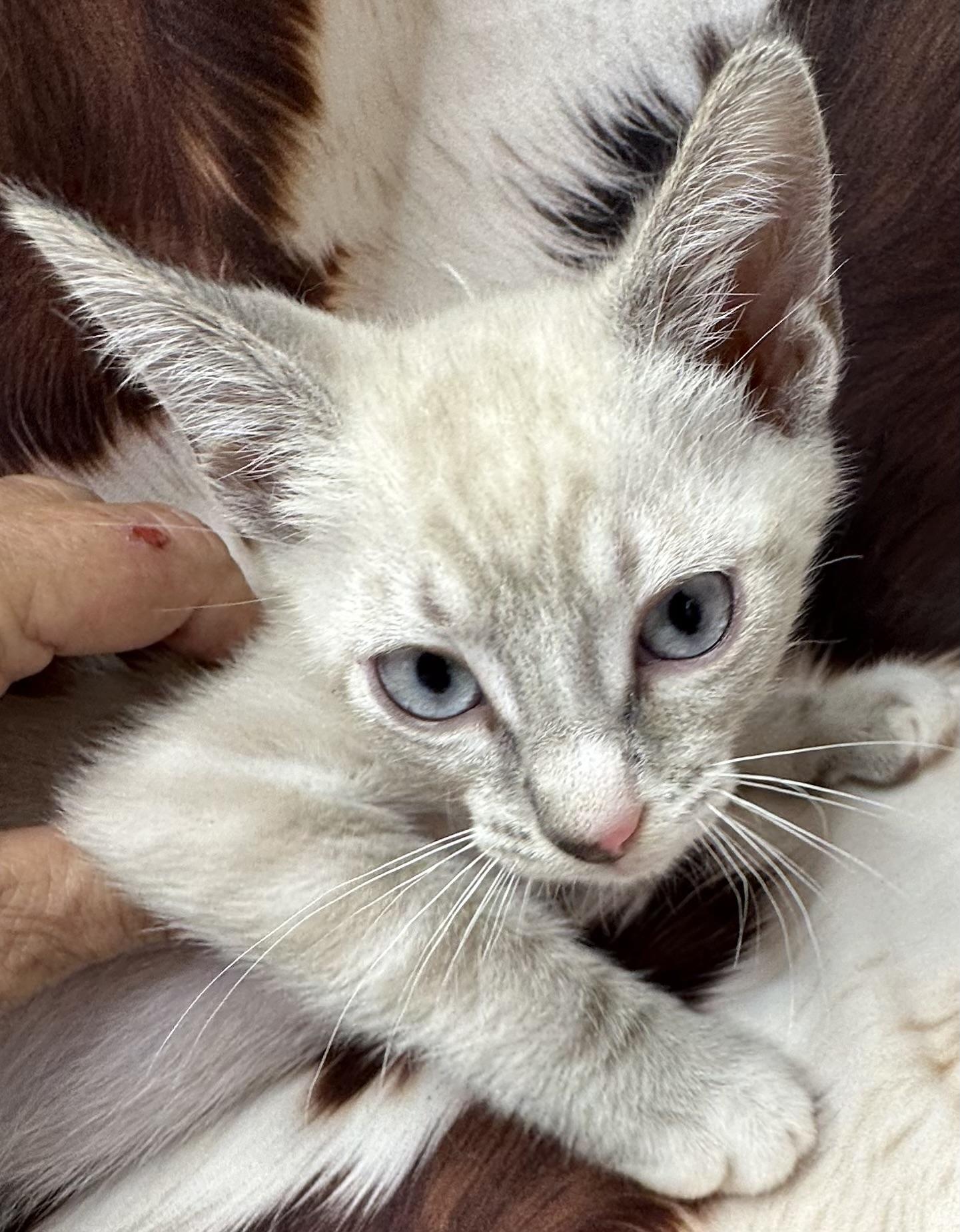 Sancocho, Adoptable, Kitten Male Siamese & Tabby.