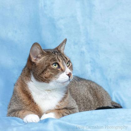 Enlarge Tonks, an adopted Domestic Short Hair in Cobourg, ON image 2/2