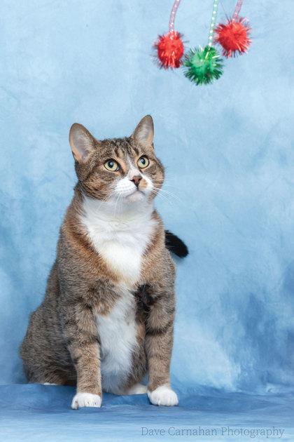 Enlarge Tonks, an adopted Domestic Short Hair in Cobourg, ON image 1/2