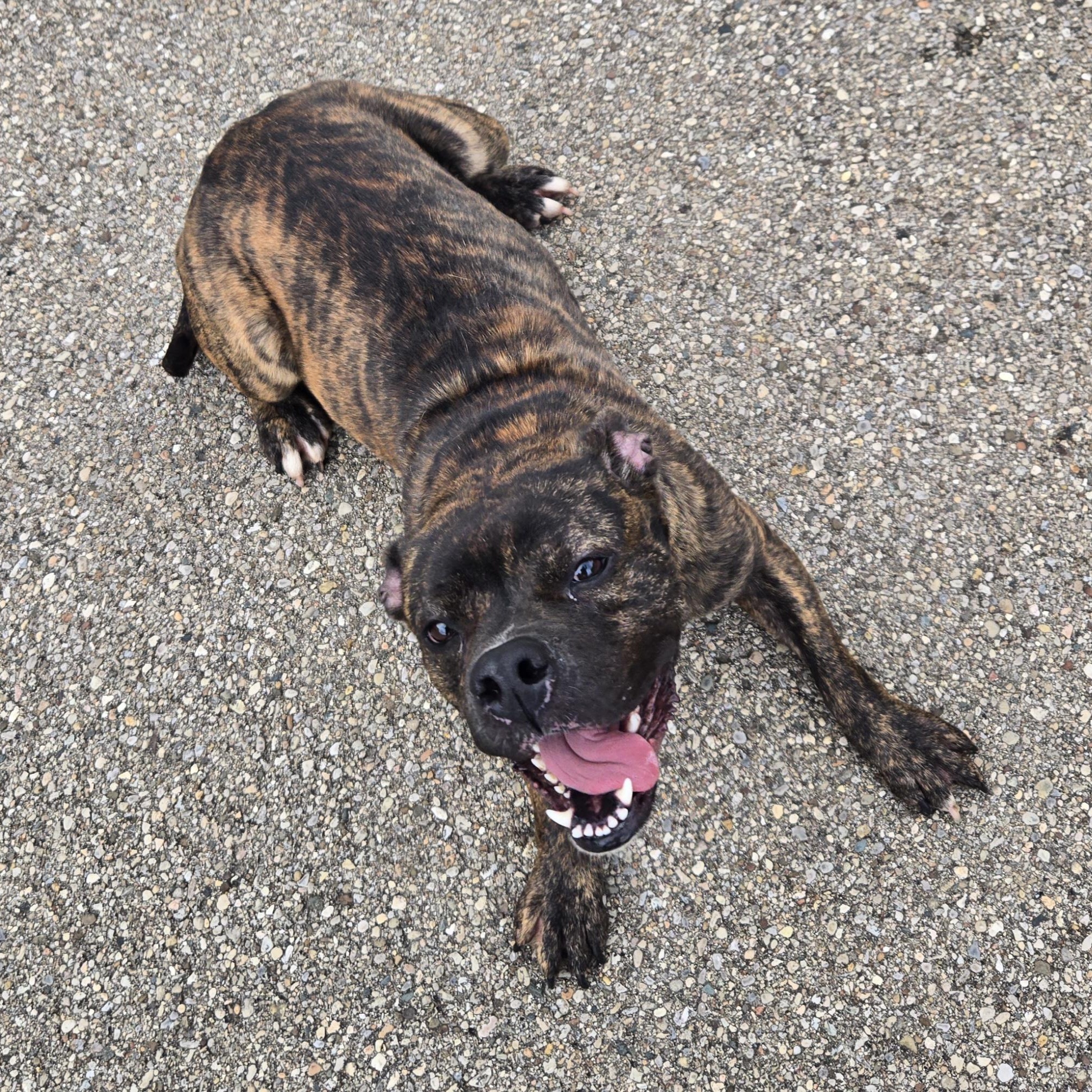 BB, ADOPTABLE, Adult Female Mixed Breed.