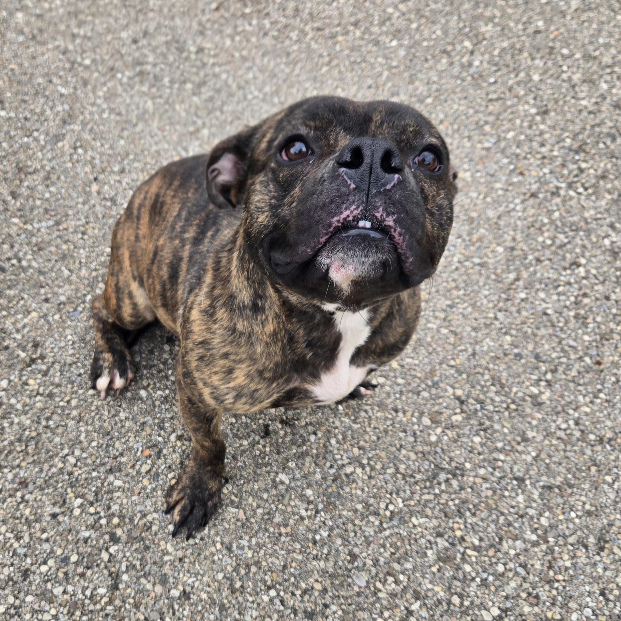 Enlarge BB, a ADOPTABLE Mixed Breed in Xenia , OH image 4/6