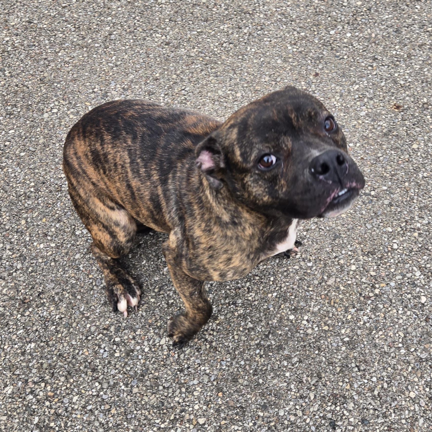 Enlarge BB, a ADOPTABLE Mixed Breed in Xenia , OH image 6/6