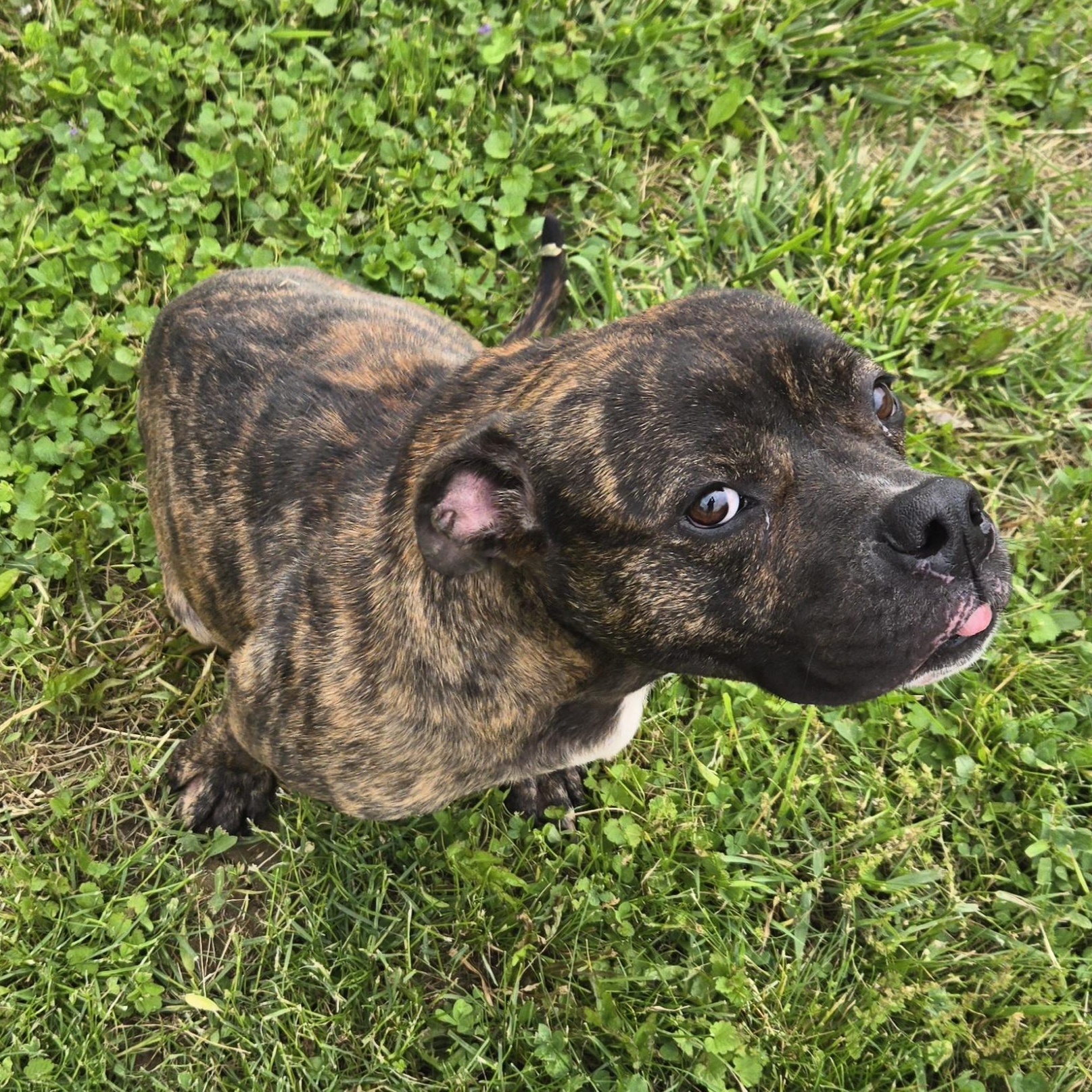 Enlarge BB, a ADOPTABLE Mixed Breed in Xenia , OH image 2/6