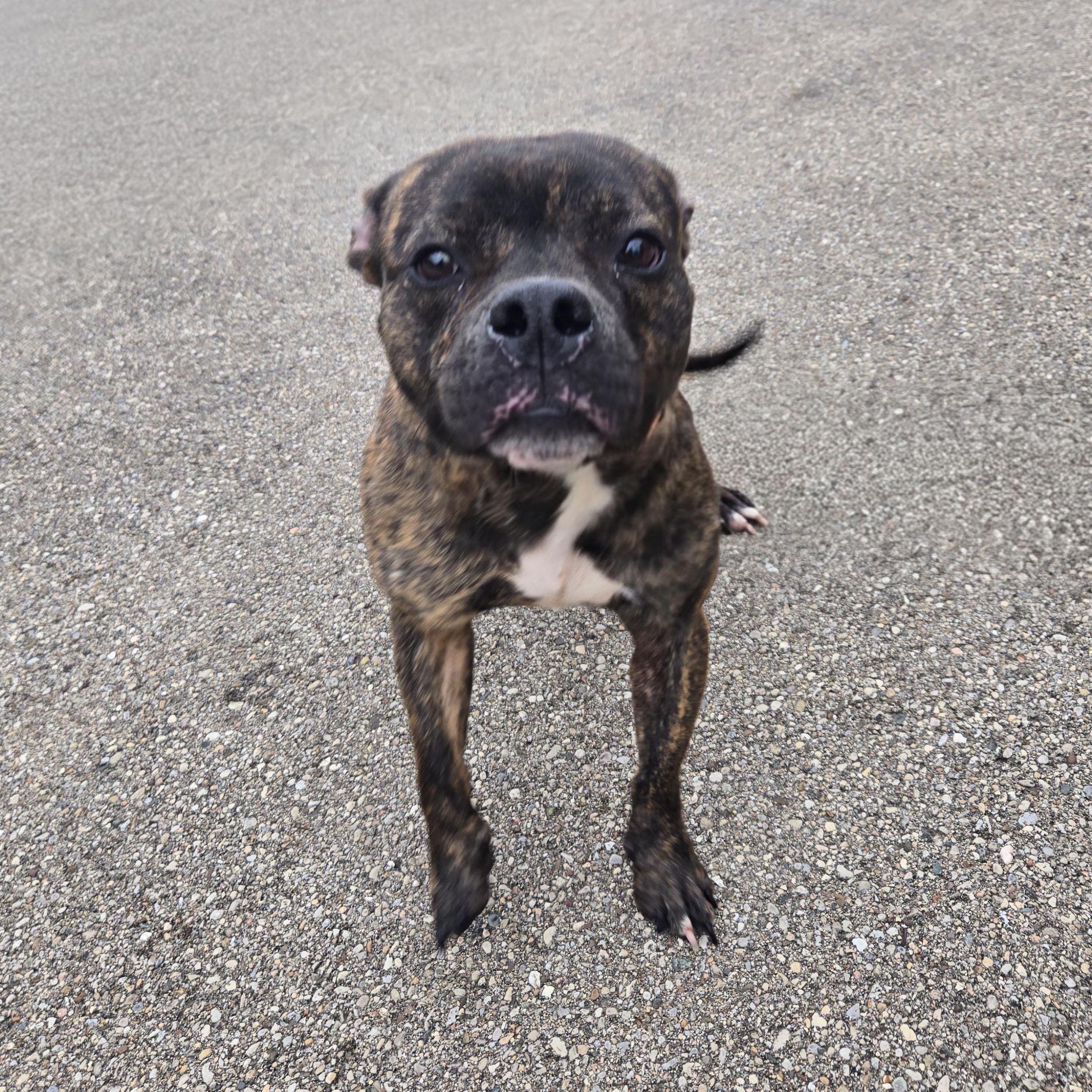 Enlarge BB, a ADOPTABLE Mixed Breed in Xenia , OH image 5/6
