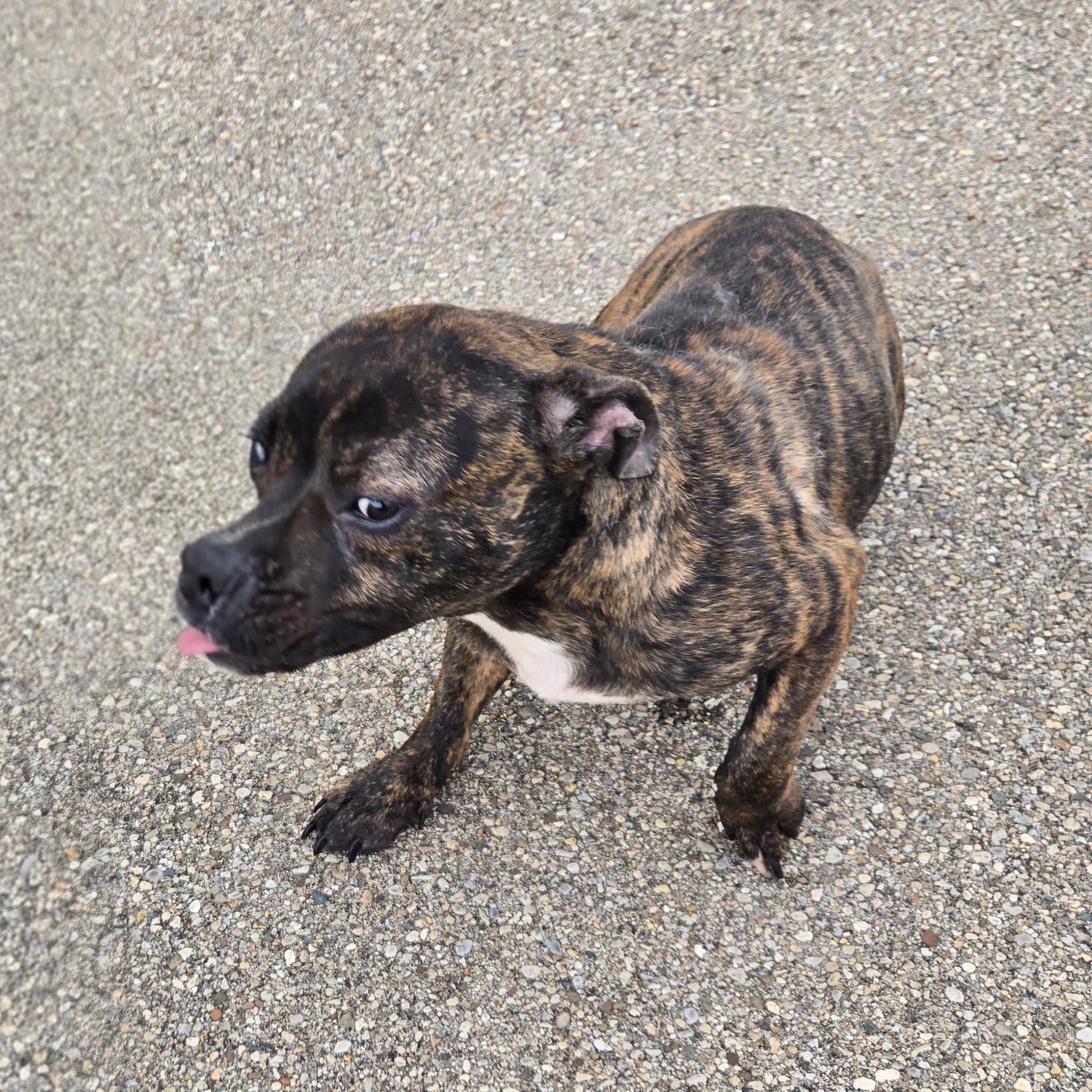 Enlarge BB, a ADOPTABLE Mixed Breed in Xenia , OH image 3/6