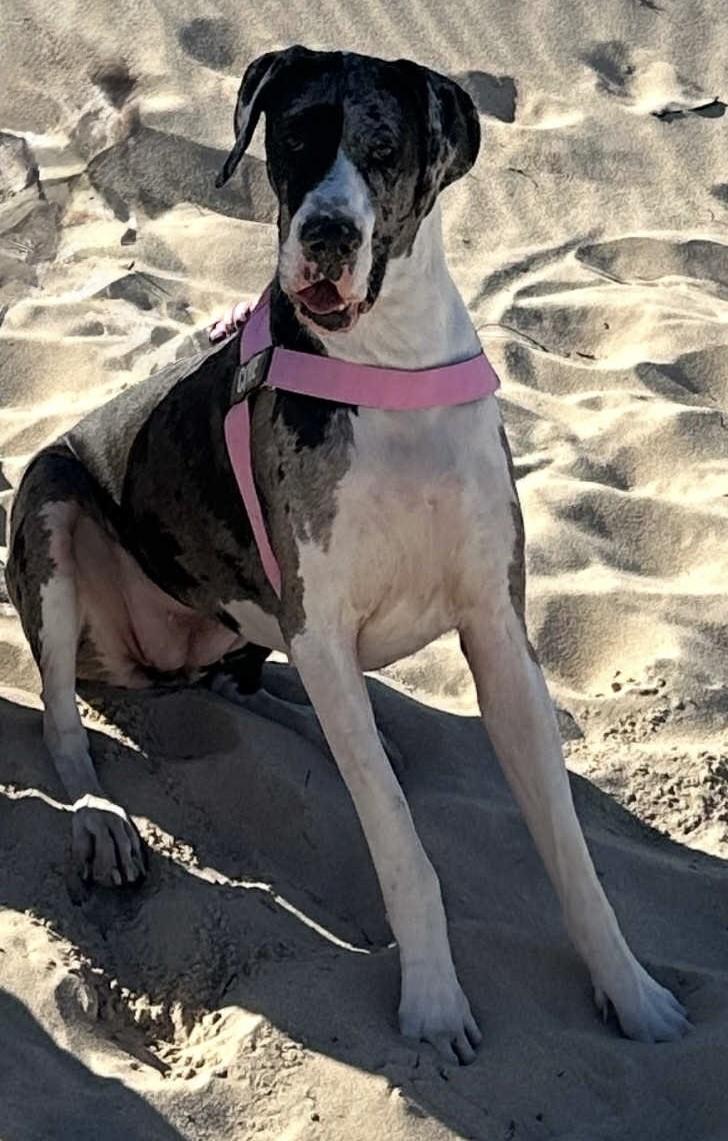 Enlarge Cookie, a ADOPTABLE Great Dane in Schererville, IN image 1/1
