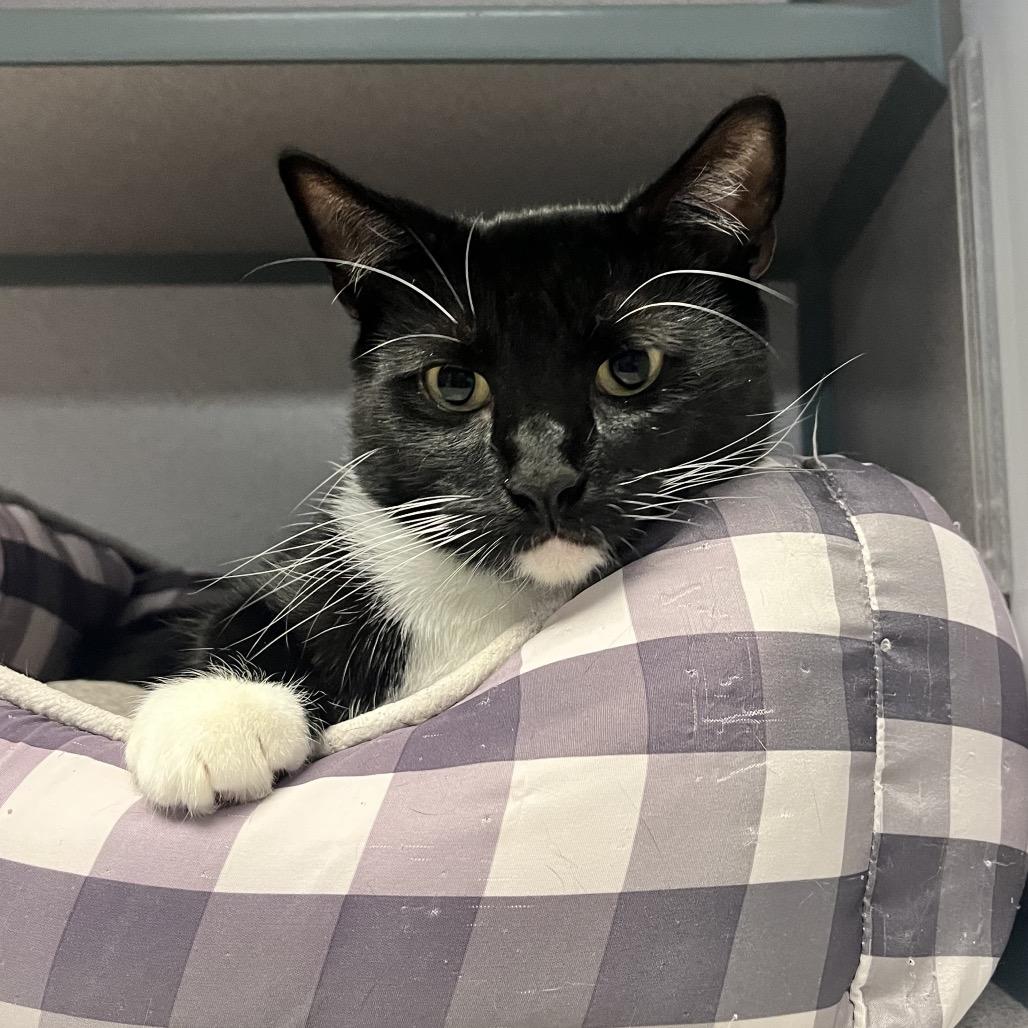 PEMDAS — thumbnail 2