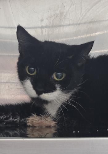 Enlarge Remi, a Adoptable Domestic Short Hair in Webster, MA image 1/1