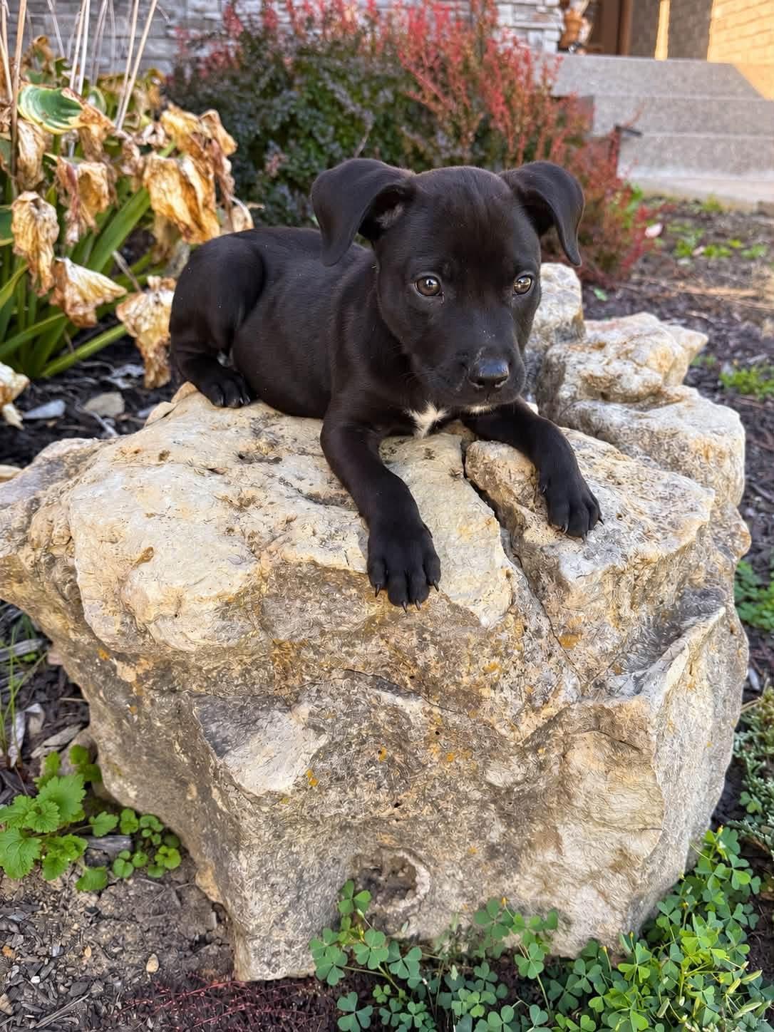 Enlarge Fenway, a Adoptable Mixed Breed in Louisville, KY image 2/3