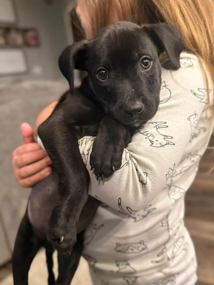 Enlarge Fenway, a Adoptable Mixed Breed in Louisville, KY image 1/3