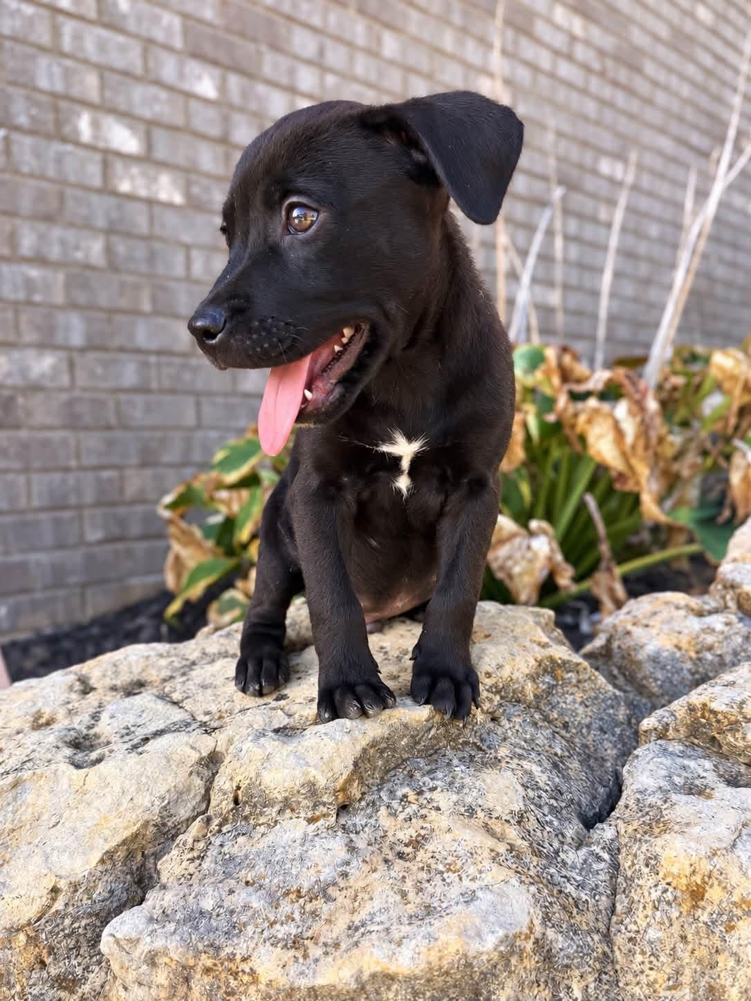 Enlarge Fenway, a Adoptable Mixed Breed in Louisville, KY image 3/3