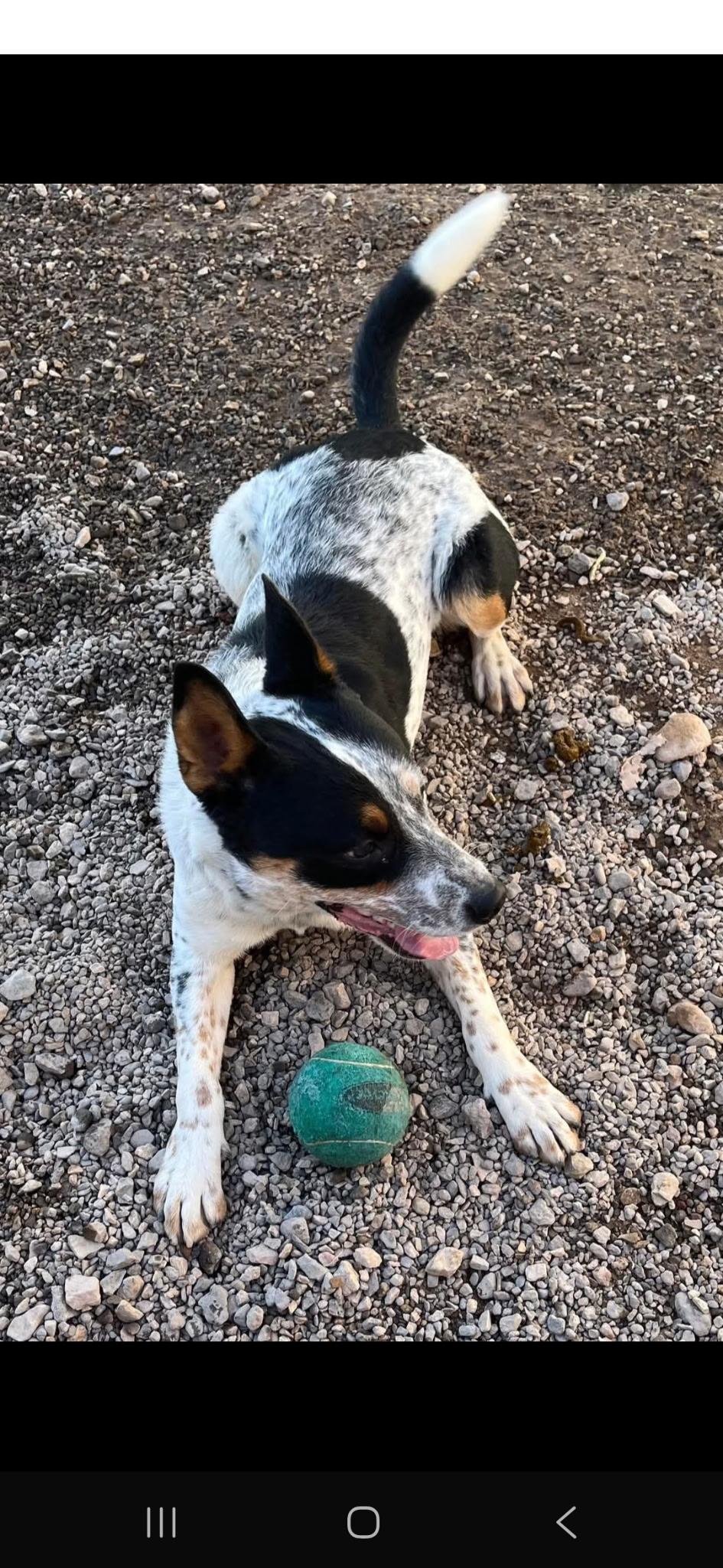 Koe, an adoptable Australian Cattle Dog / Blue Heeler in Parker, AZ, 85344 | Photo Image 2