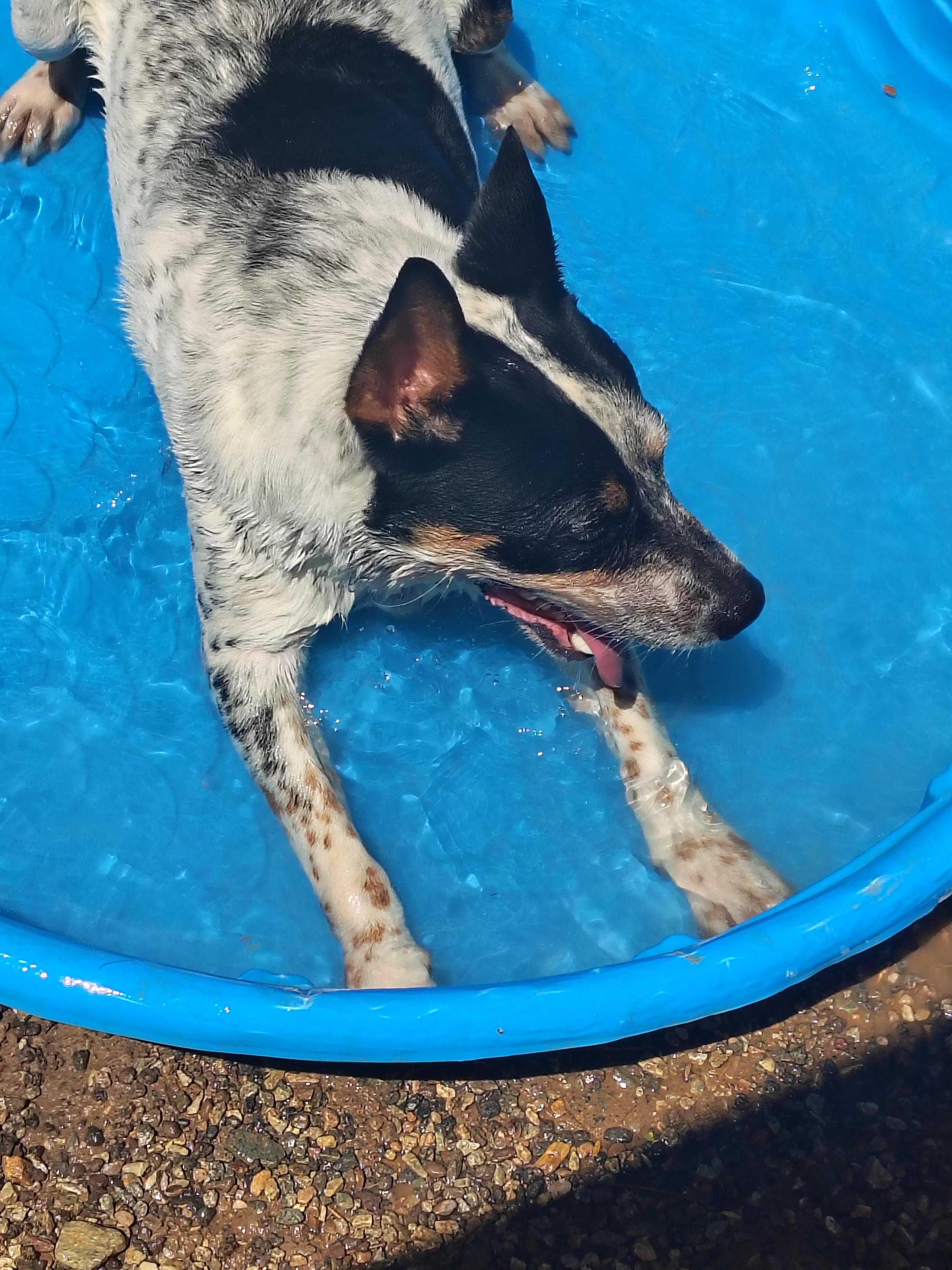 Koe, an adoptable Australian Cattle Dog / Blue Heeler in Parker, AZ, 85344 | Photo Image 3
