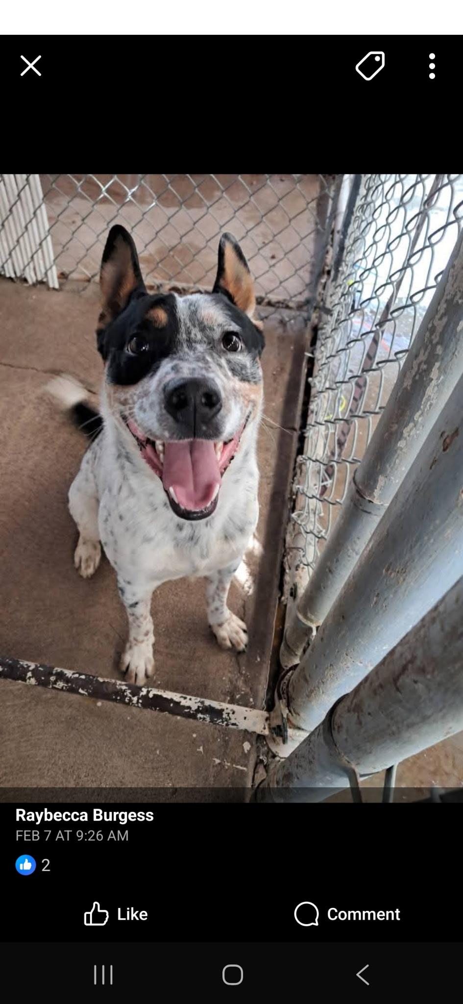 Koe, an adoptable Australian Cattle Dog / Blue Heeler in Parker, AZ, 85344 | Photo Image 1