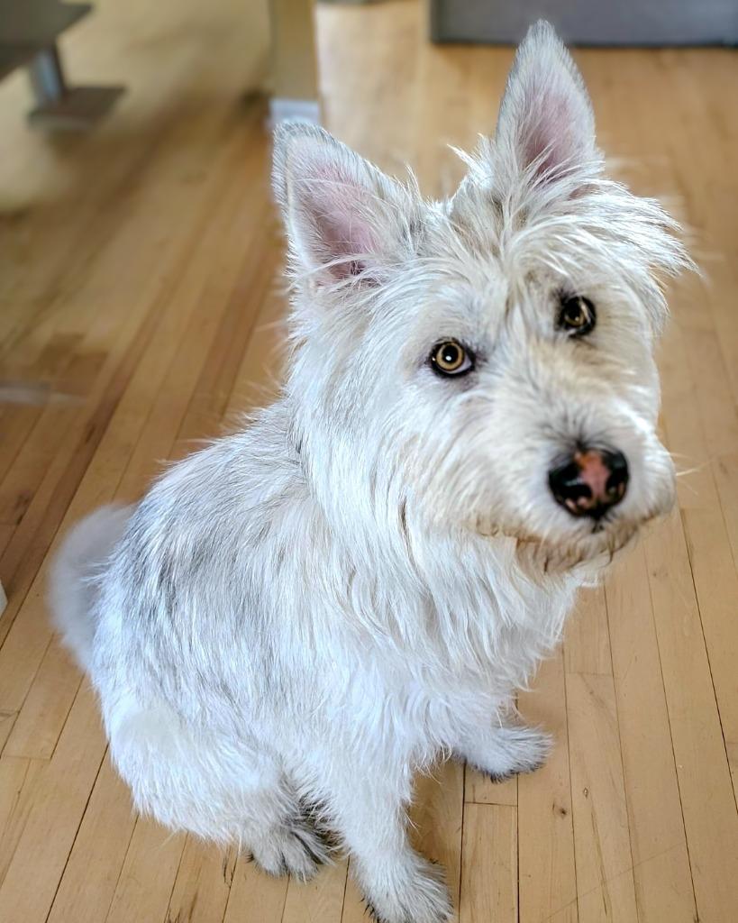 Siku, Adoptable, Young Male Terrier.