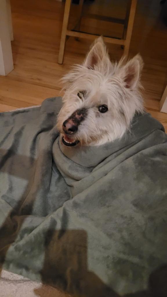 Siku, Adoptable, Young Male Terrier.