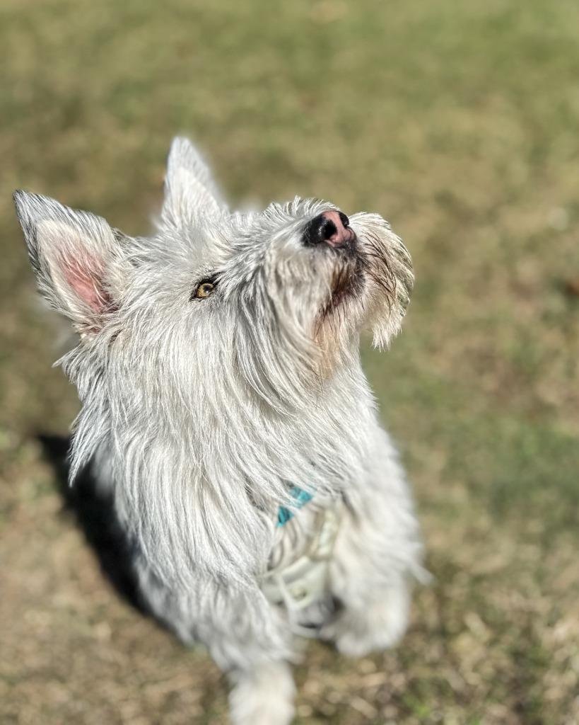 Siku, a Adoptable Terrier in Calgary, AB image 2/6