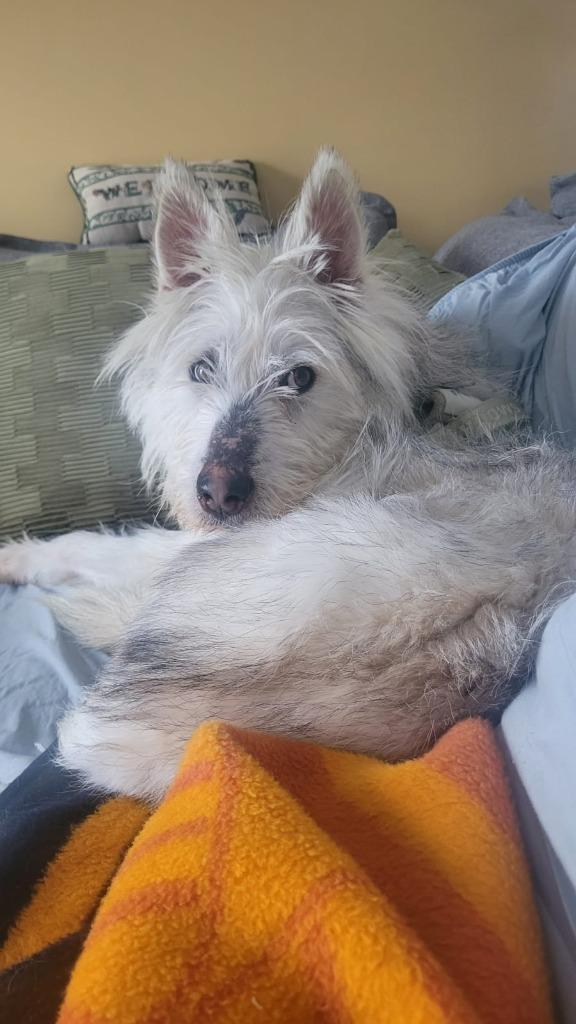 Enlarge Siku, a Adoptable Terrier in Calgary, AB image 3/6