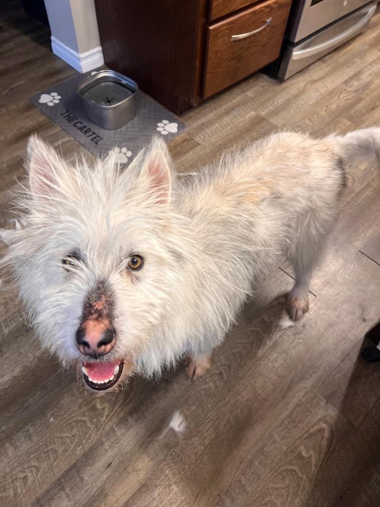 Enlarge Siku, a Adoptable Terrier in Calgary, AB image 4/6