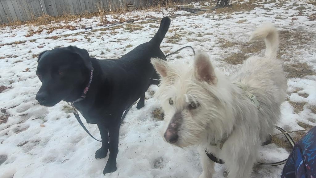 Enlarge Siku, a Adoptable Terrier in Calgary, AB image 5/6
