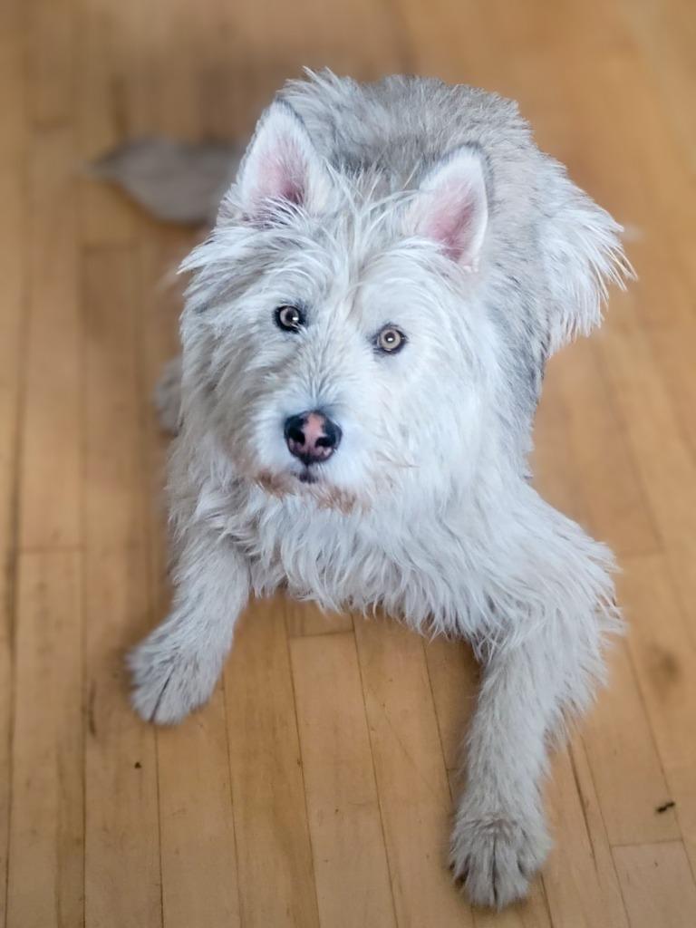 Enlarge Siku, a Adoptable Terrier in Calgary, AB image 6/6