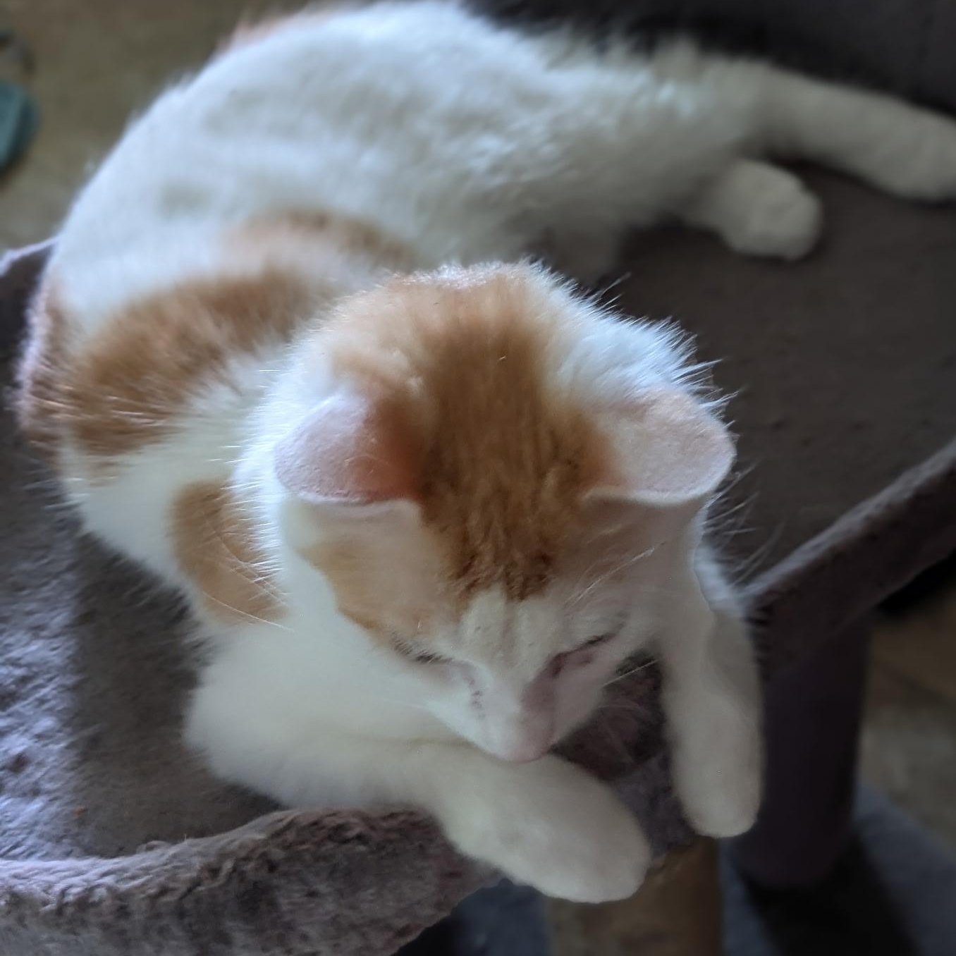 Sophie, a ADOPTABLE Domestic Long Hair in Braintree, MA image 2/3