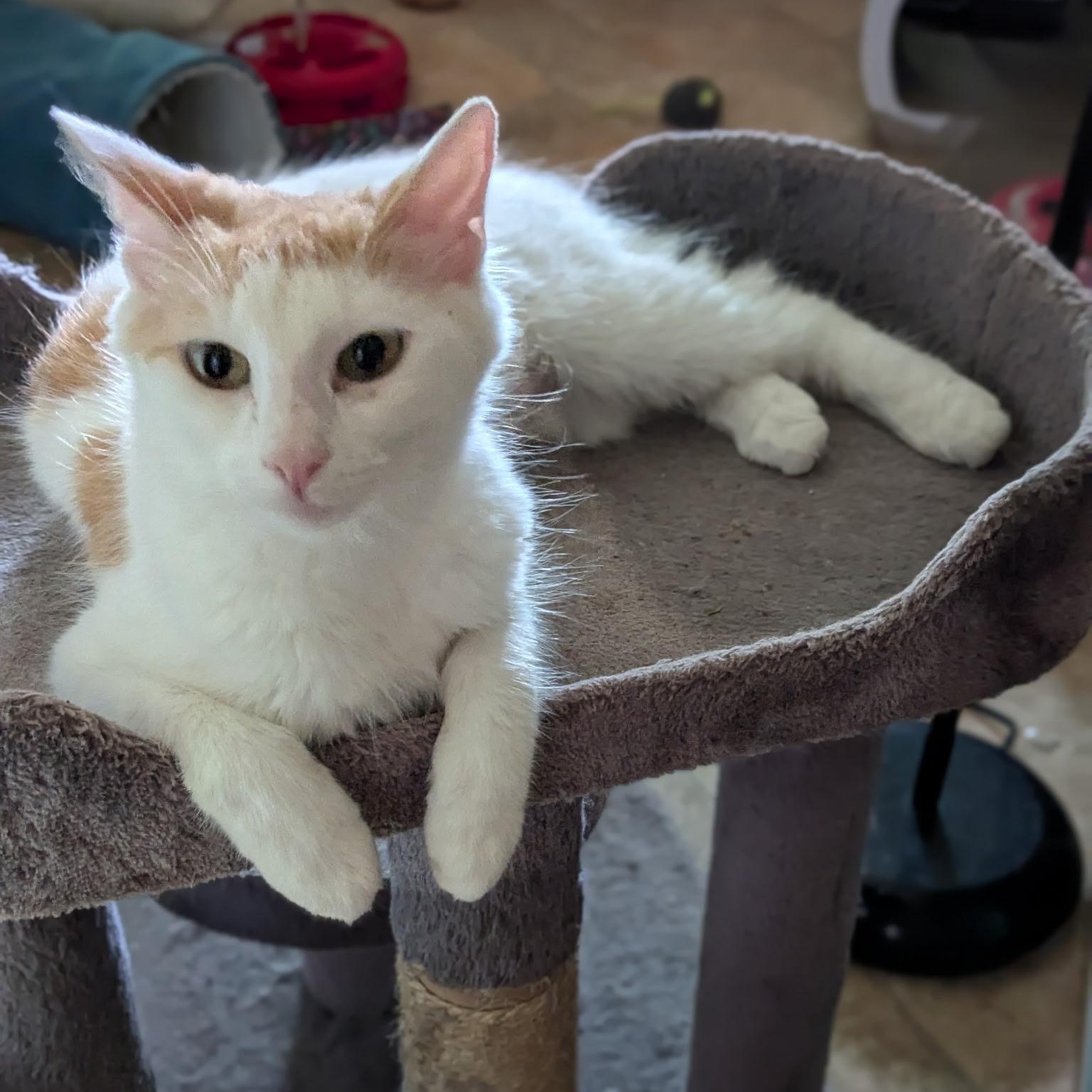 Sophie, a ADOPTABLE Domestic Long Hair in Braintree, MA image 3/3