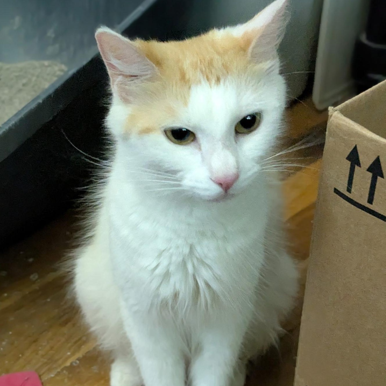 Sophie, ADOPTABLE, Adult Female Domestic Long Hair.