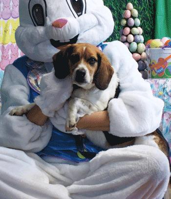 Jim, a ADOPTABLE Beagle in West Decatur, PA image 4/4