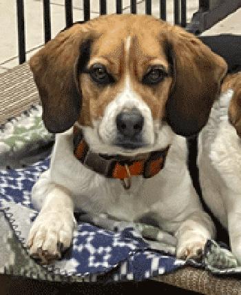 Jim, a ADOPTABLE Beagle in West Decatur, PA image 1/4