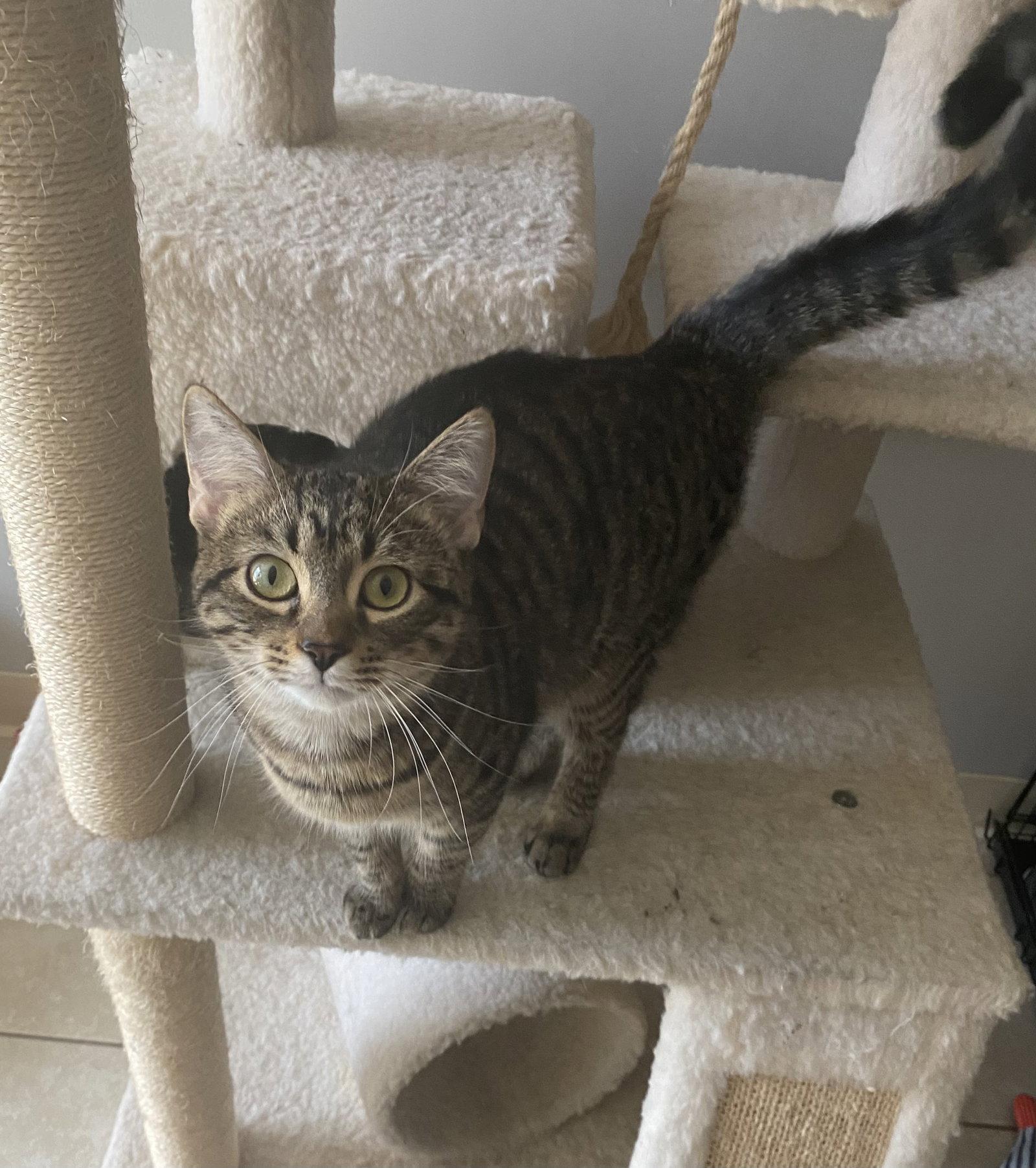 Bluey FATA, a Adopted Domestic Short Hair in Satellite Beach, FL image 1/2