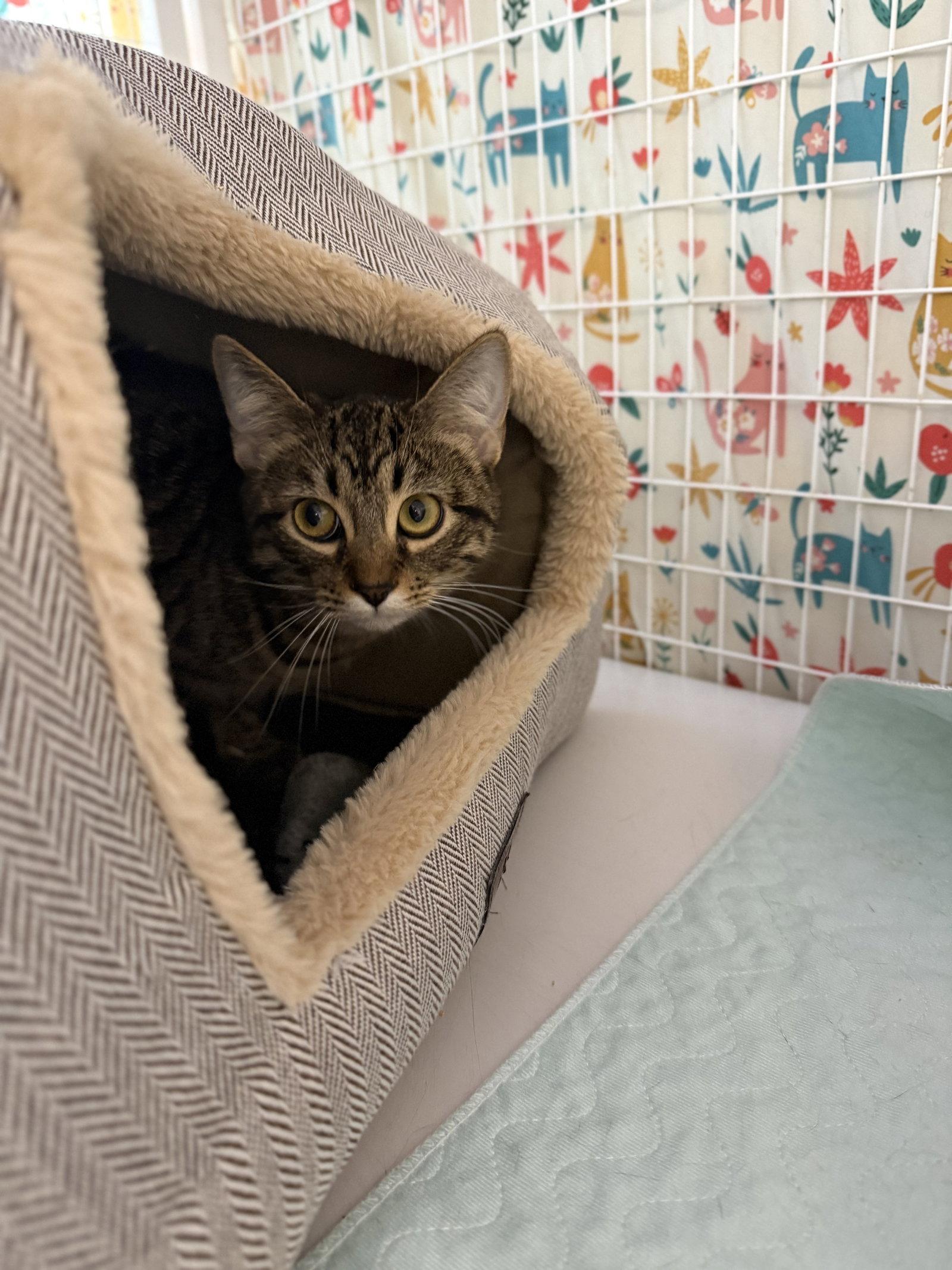 Bluey FATA, a Adopted Domestic Short Hair in Satellite Beach, FL image 2/2