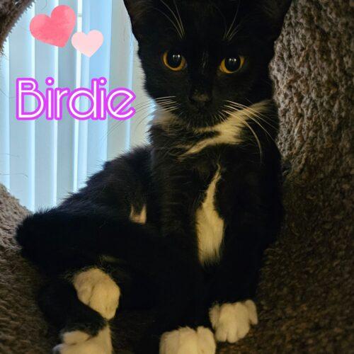 Enlarge Birdie, a Adoptable mixed breed in Gilbert, AZ image 1/1