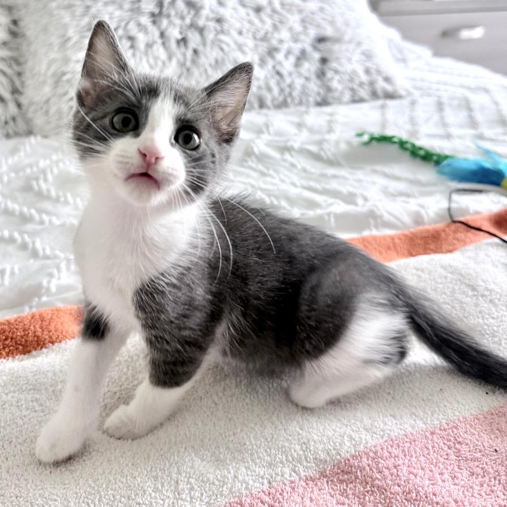 Enlarge Kimchi, an adopted Domestic Short Hair in Parkland, FL image 5/5